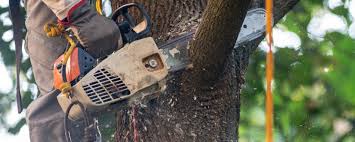 Best Tree Disease Treatment  in Marshallville, GA