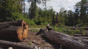 Reliable Marshallville, GA Tree Care Solutions