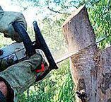 Best Tree Health Inspection  in Marshallville, GA