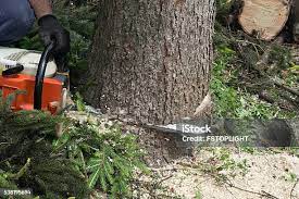How Our Tree Care Process Works  in  Marshallville, GA