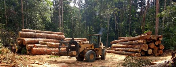 Best Root Management and Removal  in Marshallville, GA