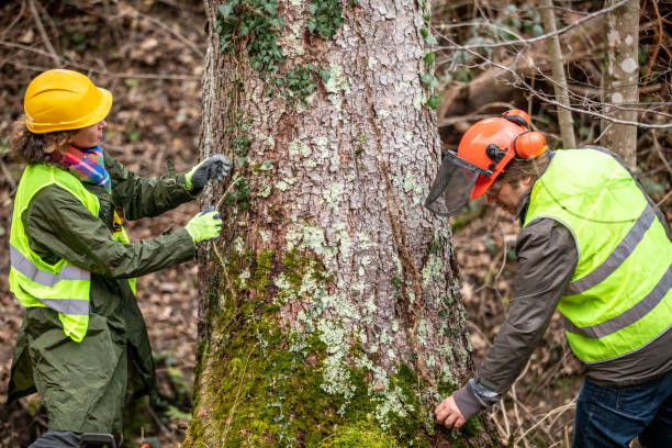 Best Tree Removal  in Marshallville, GA