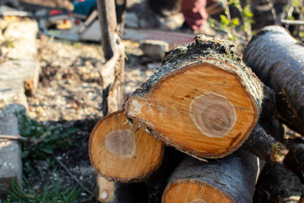 Best Tree Cabling and Bracing  in Marshallville, GA