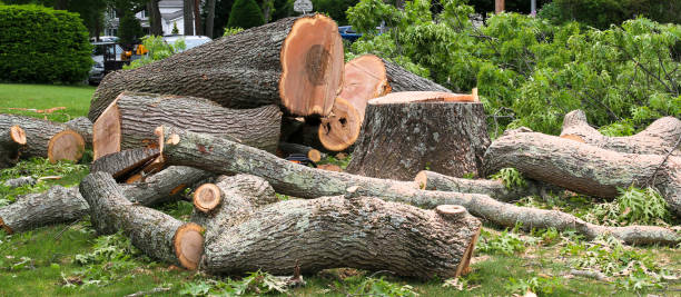 Best Tree Preservation Services  in Marshallville, GA