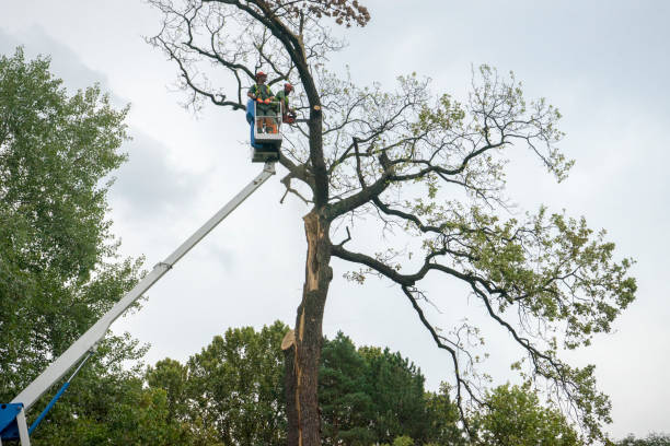 Landscape Design and Installation in Marshallville, GA