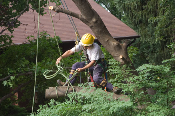 Best Hazardous Tree Removal  in Marshallville, GA