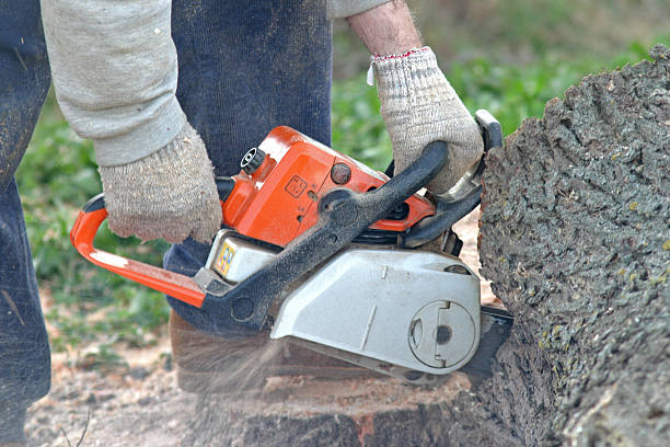 Best Tree Mulching  in Marshallville, GA