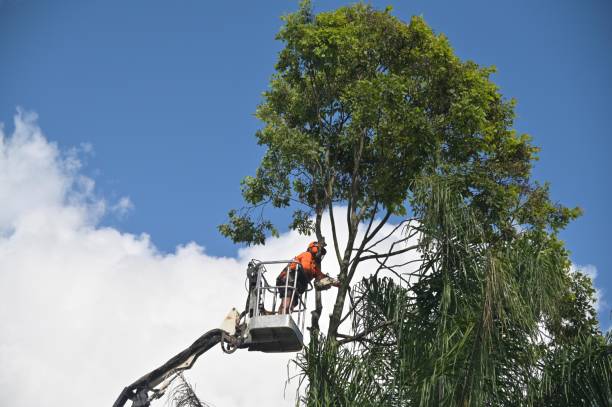 Best Tree Maintenance Programs  in Marshallville, GA