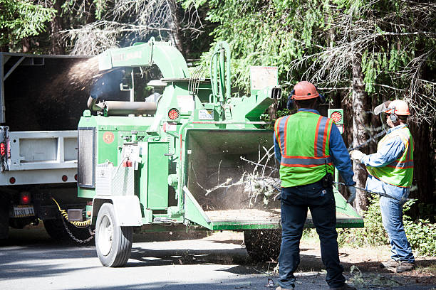 Best Tree Fertilization  in Marshallville, GA