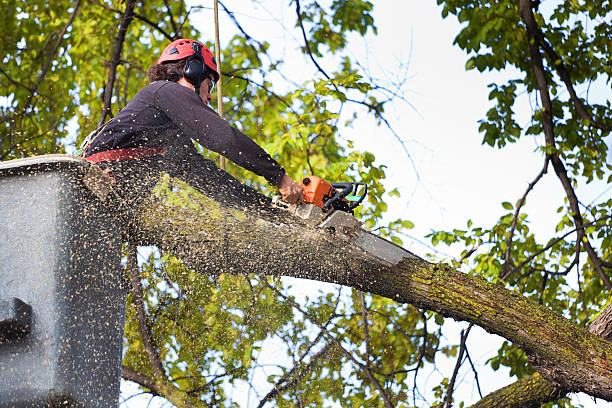 Best Lawn Pest Prevention  in Marshallville, GA