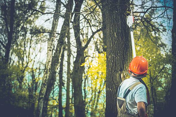 Best Tree Risk Assessment  in Marshallville, GA
