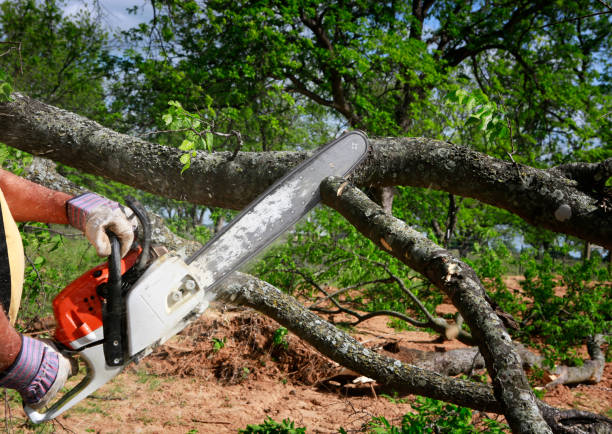 Best Lawn Disease Treatment  in Marshallville, GA