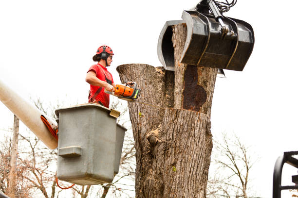Best Arborist Consultation Services  in Marshallville, GA