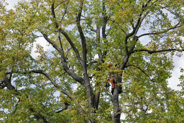 Best Emergency Tree Removal  in Marshallville, GA